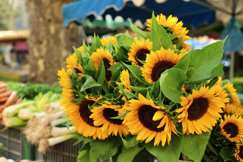 Flowers for sale at a farmers market